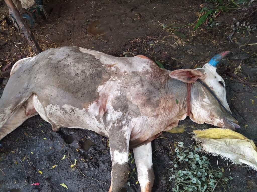 सोयगाव तालुक्यात लम्पी आजाराचा शिरकाव, आजाराची लागण होऊन बैल दगावला