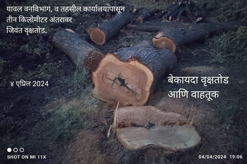 महसूल विभागाची दिशाभूल करत जिवंत वृक्षतोड करण्याचा वार्षिक बेकायदा ठेका दोन लाखांचा