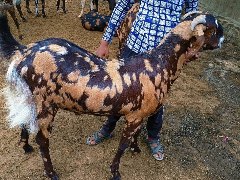 ‘कुर्बानी’च्या बोकड्यात ‘गुजरी’, ‘सोजिक’ आणि ‘बरबरा’ने खाल्ला भाव ‘कुर्बानी’च्या बोकड्यात ‘गुजरी’, ‘सोजिक’ आणि ‘बरबरा’ने खाल्ला भाव-www.saimatlive.com