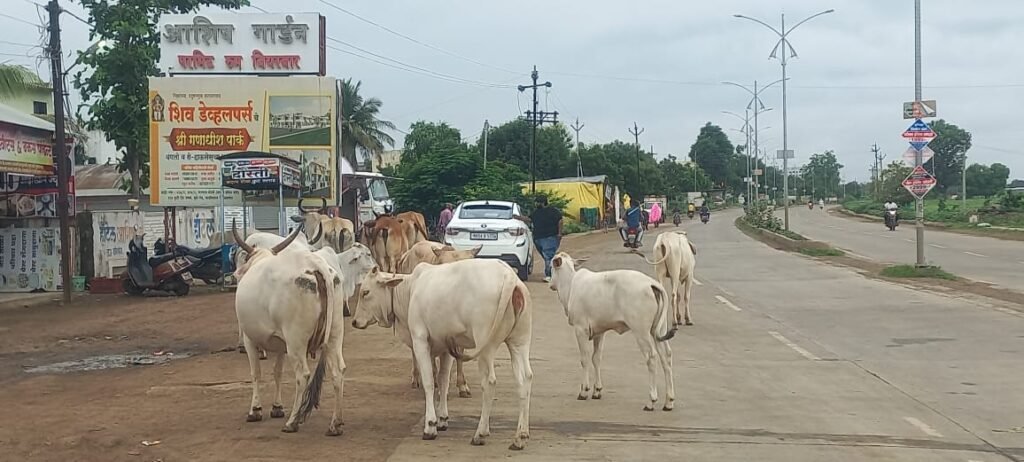 मोकाट गुरांनी रस्त्यावर मांडले ‘बस्तान’
