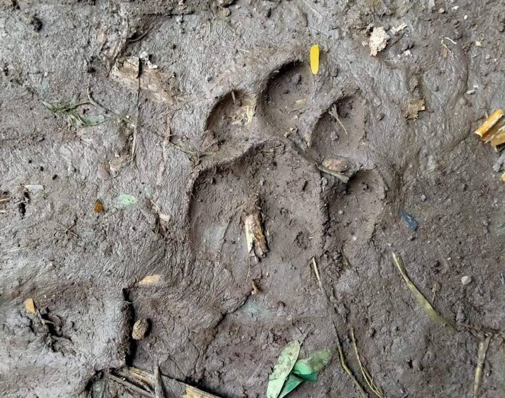 निंबायती-शिवारात-बिबट्याचा-मुक्काम-पावलांचे-ठसे-आढळले--www.saimatlive.com