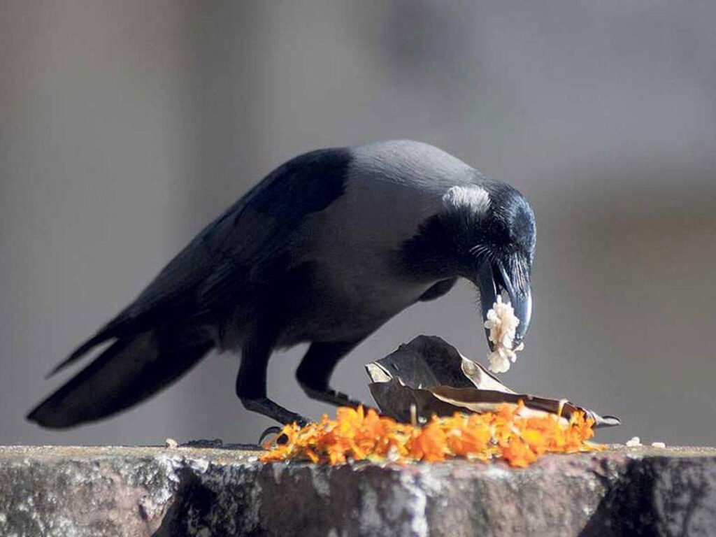 पितृपक्ष आला; मात्र, कावळ्यांचे दर्शन होईना