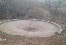 Water bodies dry : वेताळवाडी, धिंगापूर,घोसला शिवारातील पाणवठे कोरडेठाक; वन्यप्राणी मृत्यूच्या दाढेत