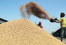 Relief For Farmers : धानसह भरडधान्याच्या खरेदीसाठी मुदतवाढ, शेतकऱ्यांसाठी दिलासा