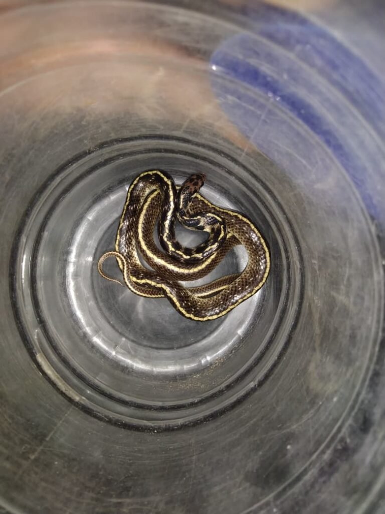 A Rare Snake : सुप्रीम कॉलनीत दुर्मिळ साप पकडला अन् नैसर्गिक अधिवासात सोडला