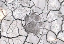 Tiger : धानोरा परिसरात वाघाचा वावर?