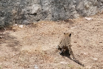 Muktainagar ; मुक्ताईनगरात बिबट्याचा थरार; शहरभर भीतीचे वातावरण