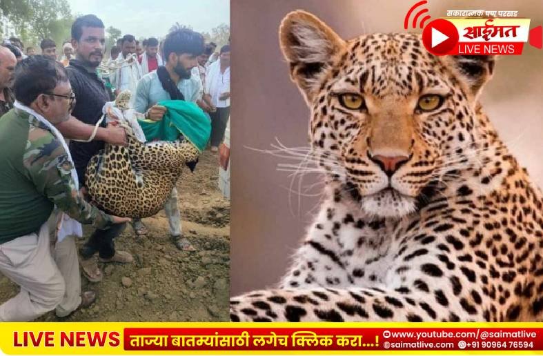 जामनरमध्ये थरार! बिबट्याने घातली झडप, तरुण शेतकऱ्याने जीवाची पर्वा न करता हिंस्त्र बिबट्याला जिवंत दगाडलं!