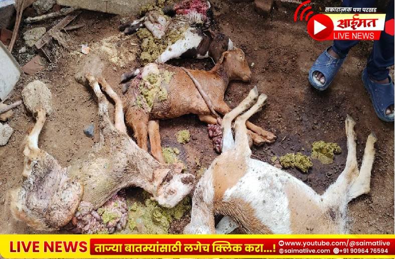 नशिराबादमध्ये मध्यरात्री लांडग्याचा थरार; पत्र्याचे शेड तोडून ४ जनावरे फस्त, परिसरात दहशत