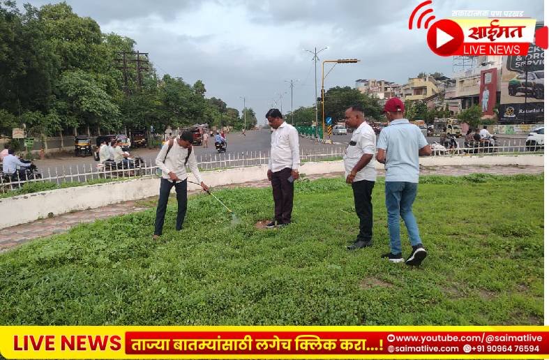 राज ठाकरेंच्या वाढदिवसानिमित्त लावलेल्या बोगनवेलींचे मनसेकडून संवर्धन; आकाशवाणी चौकात तणनाशक फवारणी