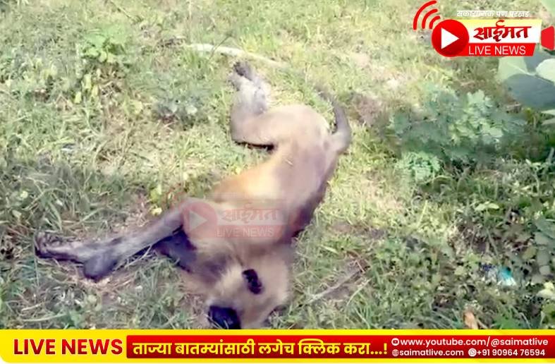 निंभोरा येथे भरधाव कारच्या धडकेत माकडाचा दुर्दैवी मृत्यू