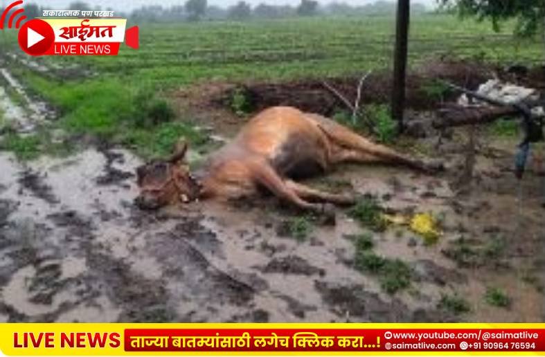 जुने जळगाव परिसरातील घटना शेतात विजेच्या धक्क्याने जागीच बैल ठार