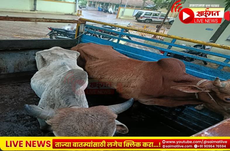 सावदा पोलिसांची धडक कारवाई पहाटेच्या सुमारास अवैध गोवंश वाहतूक करणारे वाहन जप्त